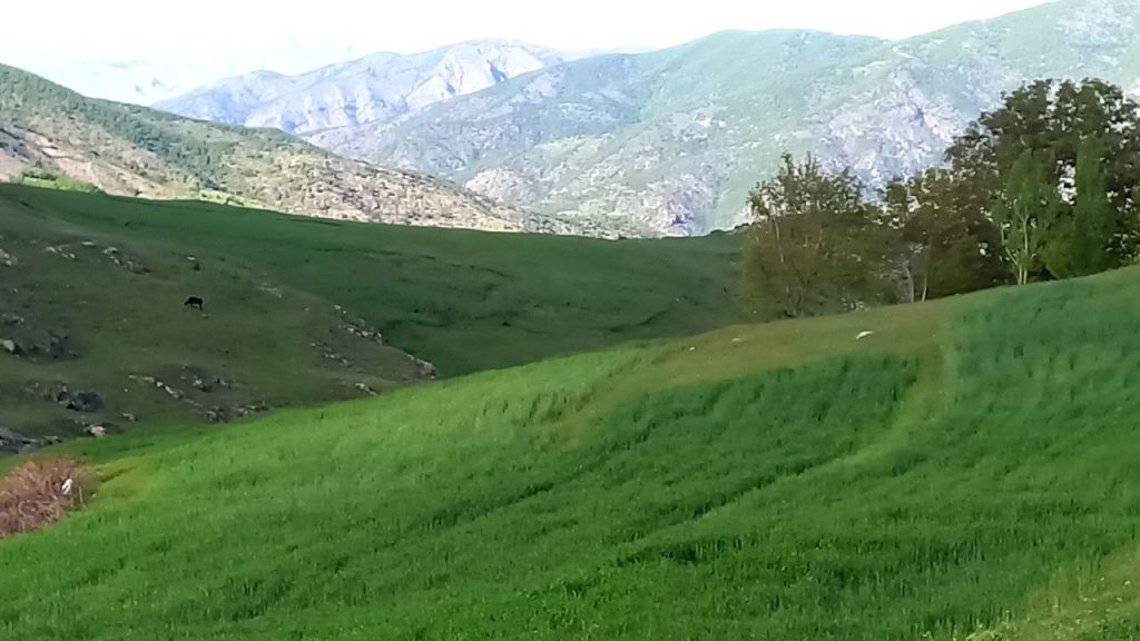 الکسا چت - چت روم الکسا گپ - ادرس جدید الکسا چت - چت الکسا - ورود به الکسا چت