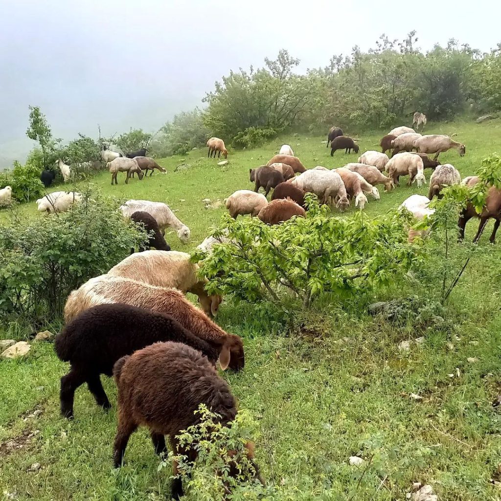 ایسان چت - چت روم ایسان گپ - ادرس اصلی ایسان چت - چت ایسان