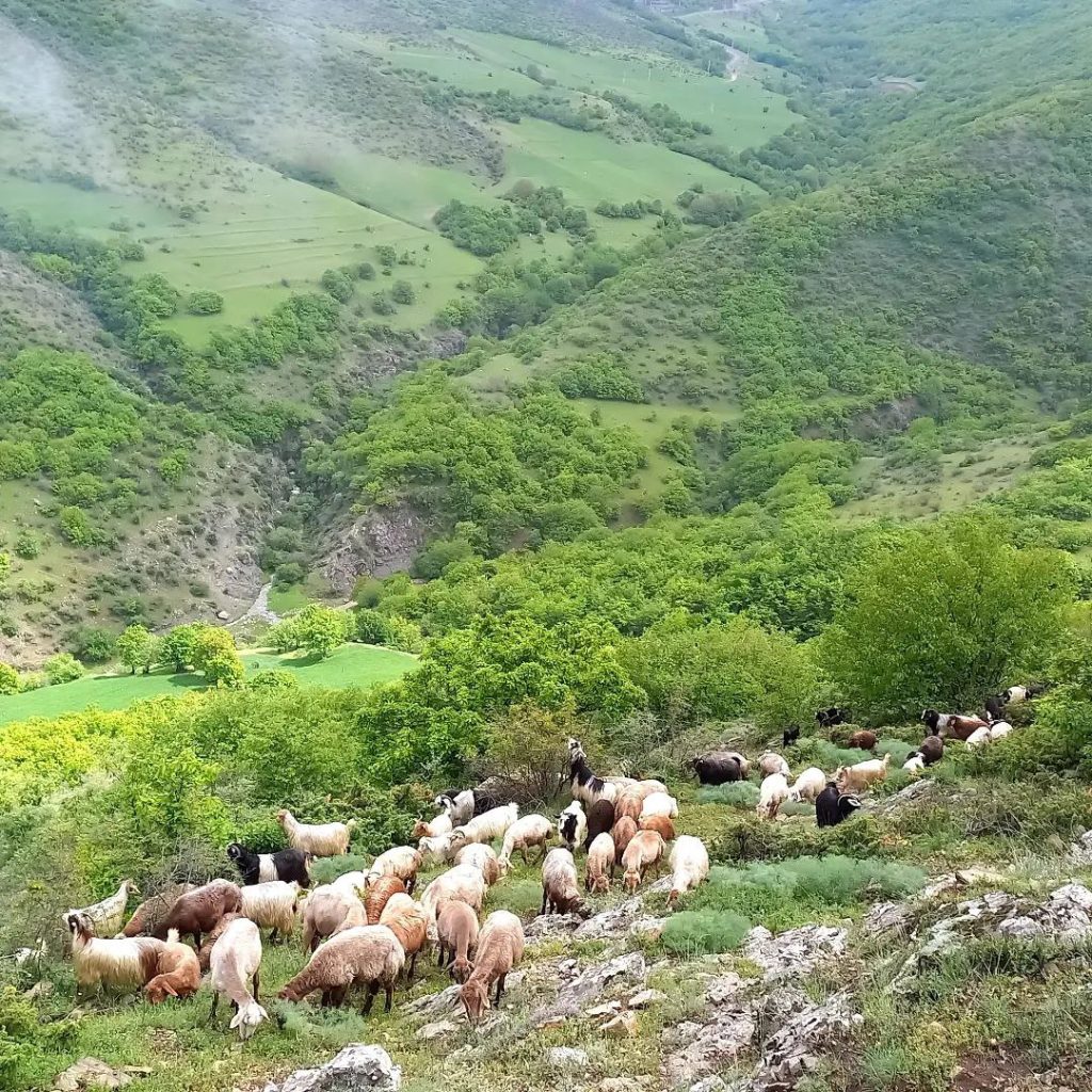 کاشان چت - ورود به کاشان چت - ادرس اصلی کاشان چت - کاشان گپ