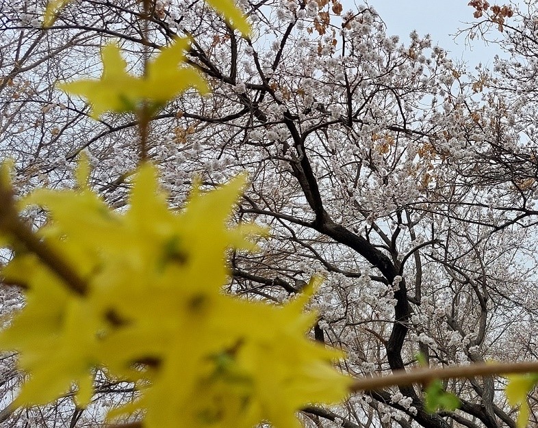 بدو چت - چت روم بدو چت - بدو چتی ها - چت بدو- چت فارسی